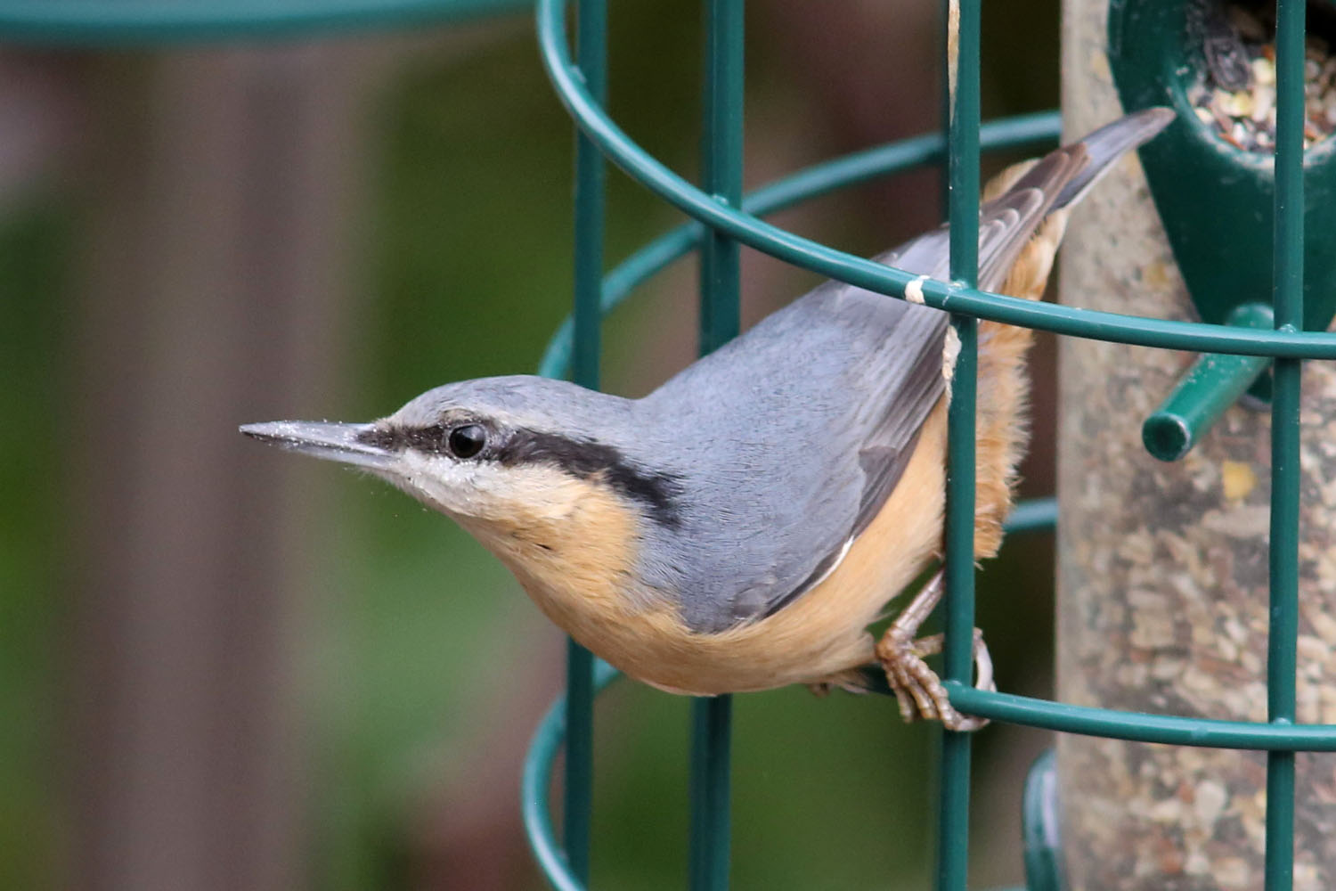 Mixed seed feeder