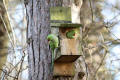 Ring-necked Parakeets