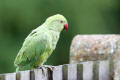 Ring-necked Parakeet on the garden fence