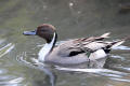 Pintail