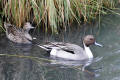 Pintail