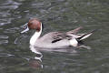 Pintail