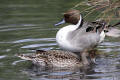 Pintail