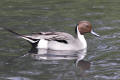 Pintail