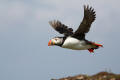 Puffin