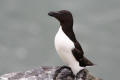 Razorbill