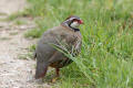 Red-legged Partridge