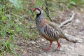 Red-legged Partridge