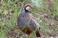 Red-legged Partridge