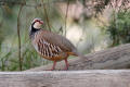 Red-legged Partridge