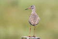 Redshank