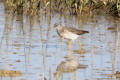 Redshank