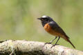 Redstart