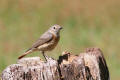 Redstart