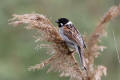 Reed Bunting