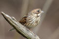 Reed Bunting