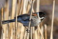 Reed Bunting