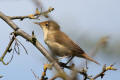 Reed Warbler