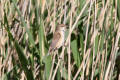 Reed Warbler