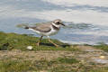 Ringed Plover