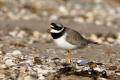 Ringed Plover