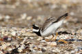 Ringed Plover