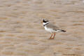 Ringed Plover