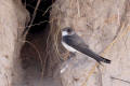 Sand Martin