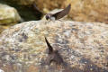 Sand Martin