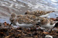 Sanderling