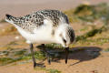 Sanderling