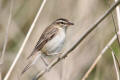 Sedge Warbler