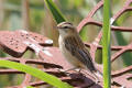 Sedge Warbler