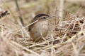 Juvenile Sedge Warbler