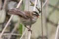 Sedge Warbler