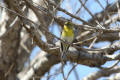 Serin