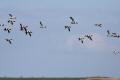 Shelduck