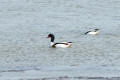 Shelduck