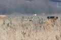 Short-eared Owl