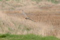 Short-eared Owl