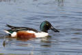 Shoveler