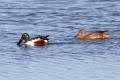 Shoveler