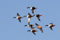 Shoveler