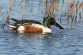 Shoveler