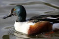 Shoveler