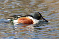 Shoveler