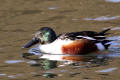 Shoveler