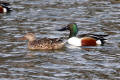 Shoveler