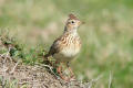 Skylark