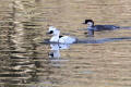 Smew